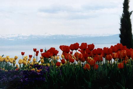 Tulpen und Berge